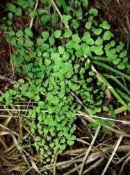Adiantum aethiopicum. Sterile frond with polished, red-brown stipes and rachises.
 Image: L.R. Perrie © Leon Perrie CC BY-NC 3.0 NZ